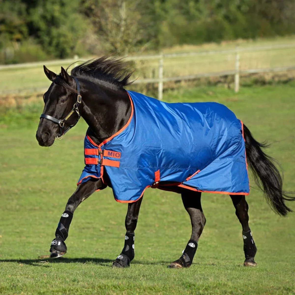 Coperta Da Paddock Mio Turnout 200gr Blu/Rosso - immagine 2